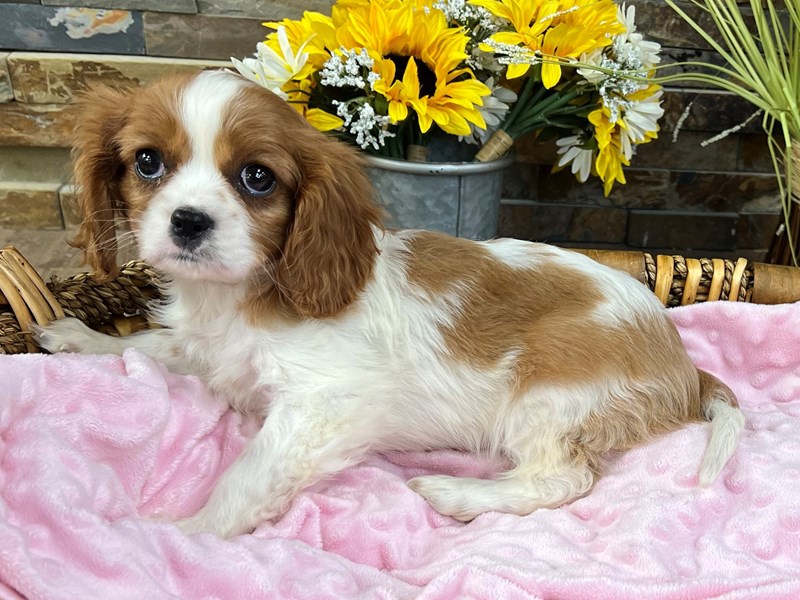 Cavalier King Charles Spaniel Dog Female Blenheim 3058