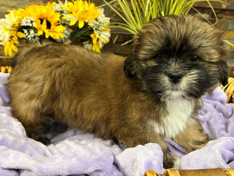 Lhasa Apso-Female-Gold & White-4091926-Petland Katy