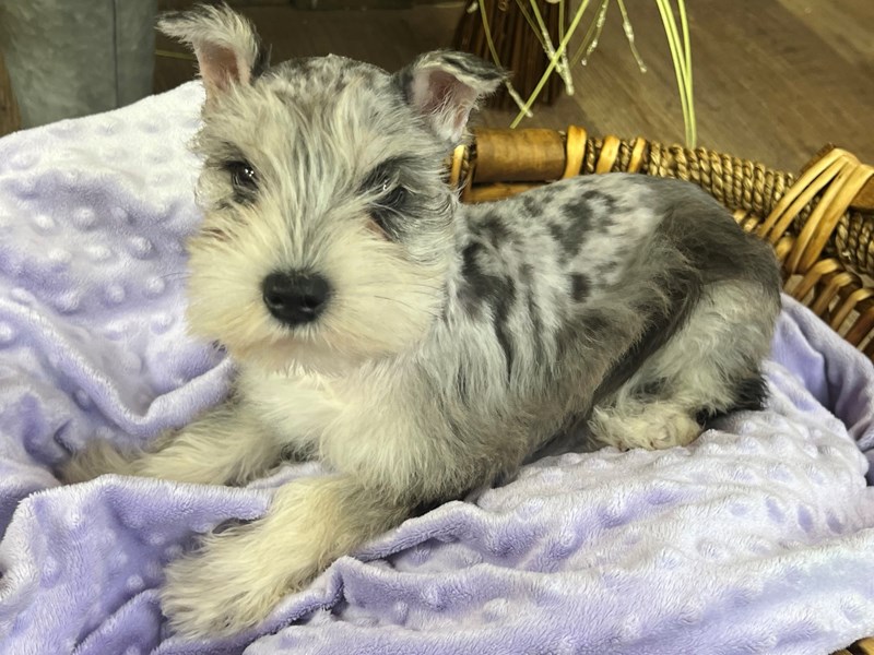 Miniature Schnauzer Dog Female Blue Merle 3063