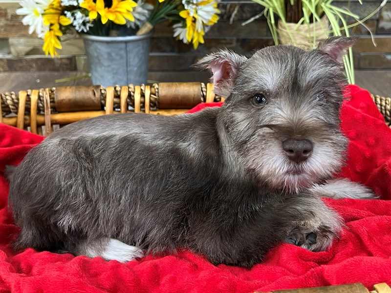 Miniature Schnauzer Dog Male Chocolate & Tan 3062