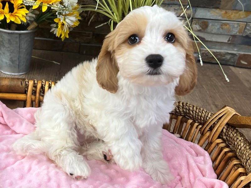 Cavachon-Female-Blenheim-4091957-Petland Katy