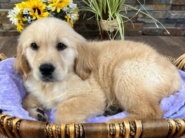 Golden Retriever-DOG-Female-Light Golden-3056-Petland Katy - Houston, Texas