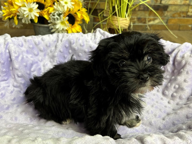Havanese Dog Female Black 3077