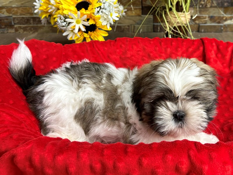 Shih Tzu Dog Male Gold & White 3080