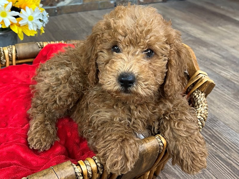 F1B Mini Goldendoodle Dog Male Red 3071