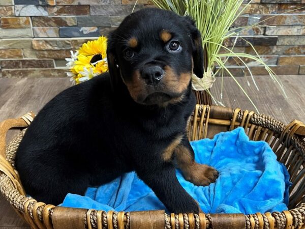 Rottweiler Dog Male Black & Tan 3076 Petland Katy - Houston, Texas