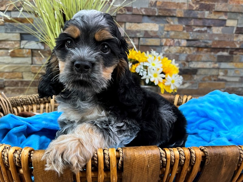 Cocker Spaniel-Male-Blue Roan w/Tan Points-4101271-Petland Katy