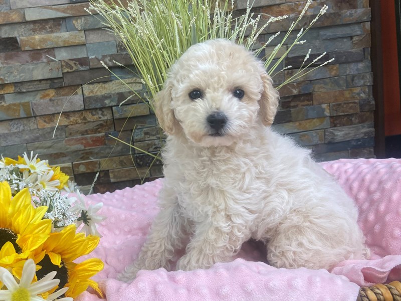 Poodle-Female-Apricot-4121431-Petland Katy