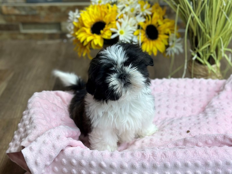 Shih Tzu Dog Female Gold & White 3095