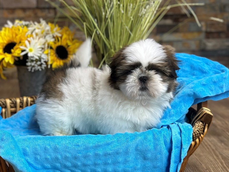 Shih Tzu Dog Male Brindle & White 3094