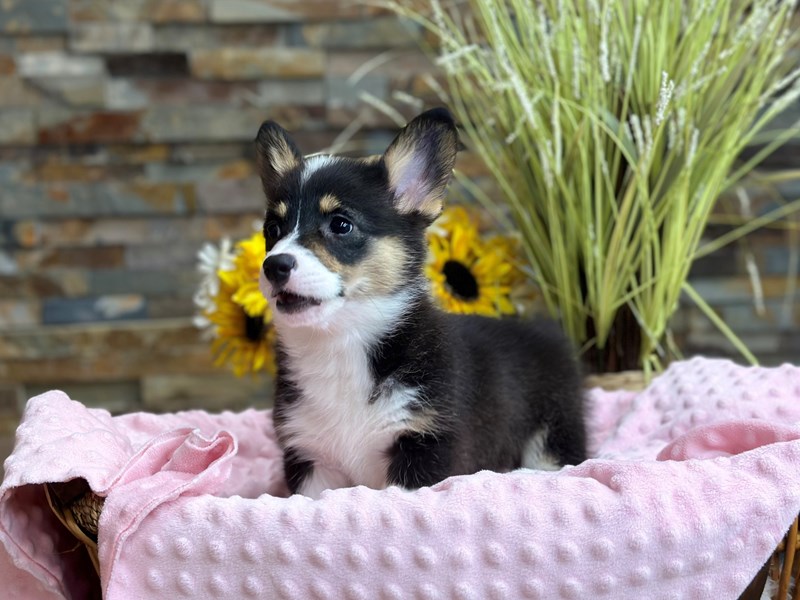 Corgi Inhouston Pembroke Welsh Corgi Small Animal Black, White & Tan ID:3088 Located at ...