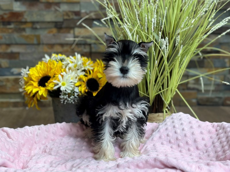Miniature Schnauzer-Female-Black & Silver-4121407-Petland Katy