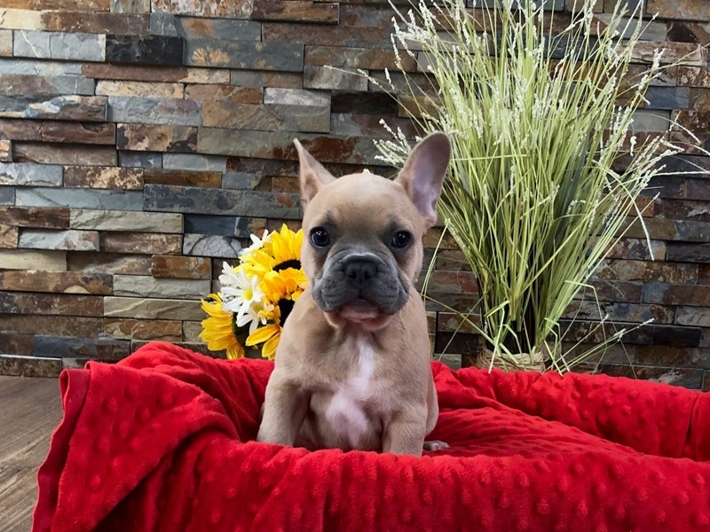 French Bulldog Dog Male Blue Fawn 3108