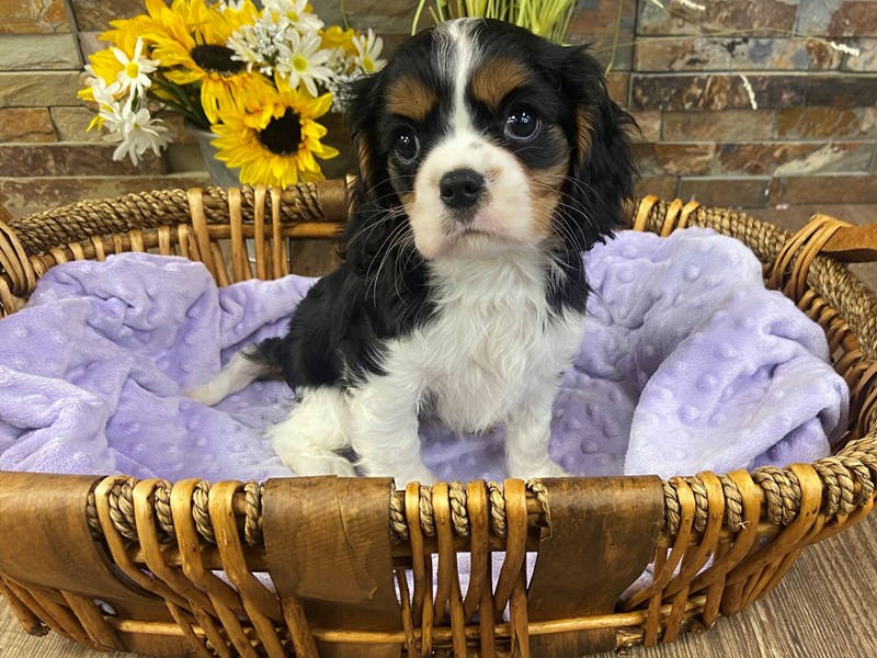 Cavalier King Charles Spaniel Dog Female Black & White 3121