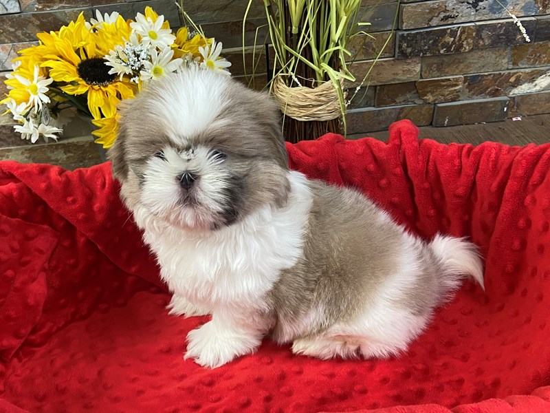 Shih Tzu Dog Male Silver & White 3117