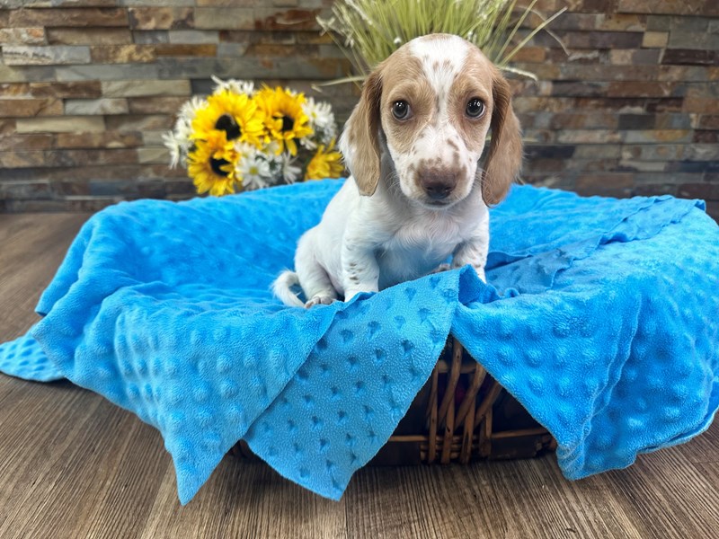 Dachshund Dog Male Cream & White Piebald 3135