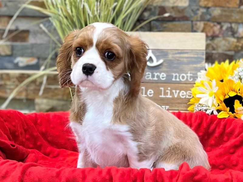Cavalier King Charles Spaniel Dog Male Blenheim 2998