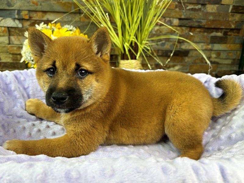 Shiba Inu Dog Female Red & White 3043