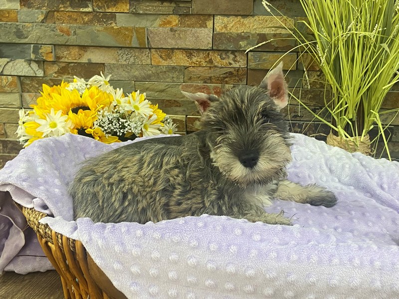 Miniature Schnauzer Dog Female Salt & Pepper 3100