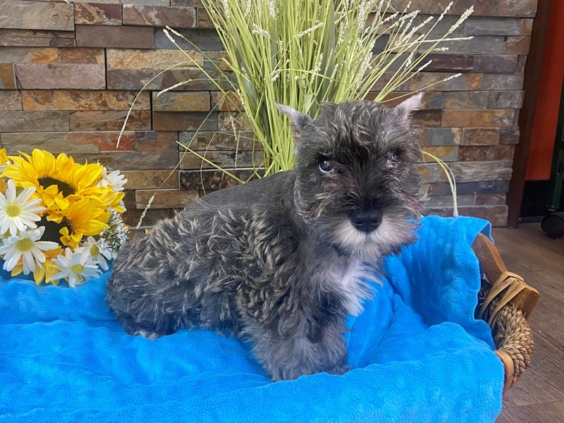 Miniature Schnauzer Puppies Petland Katy Houston, Texas