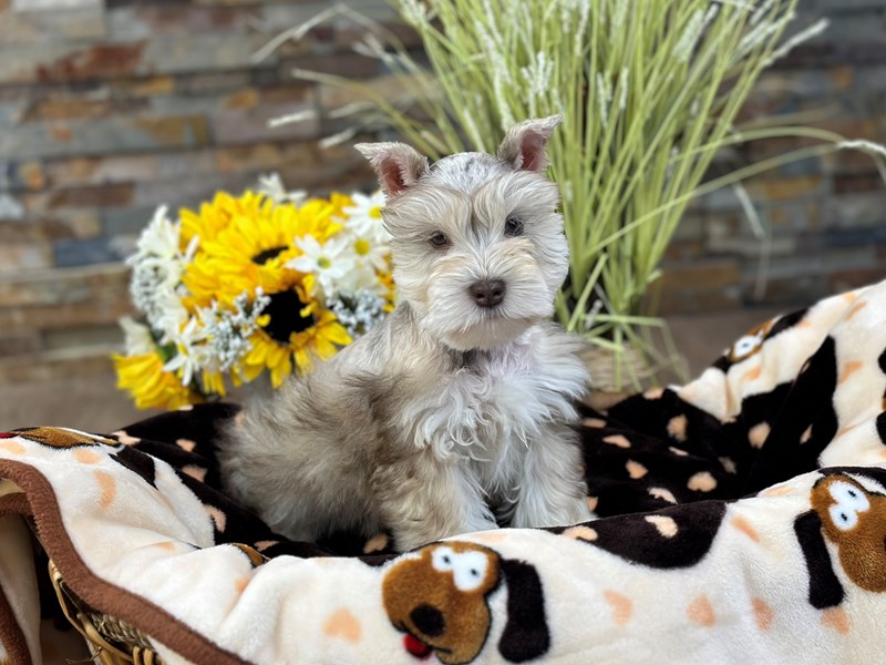 Miniature Schnauzer Dog Male Chocolate Merle 3098