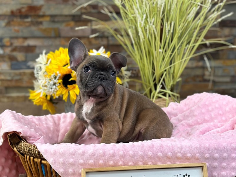 French Bulldog Dog Female Blue Fawn 3097