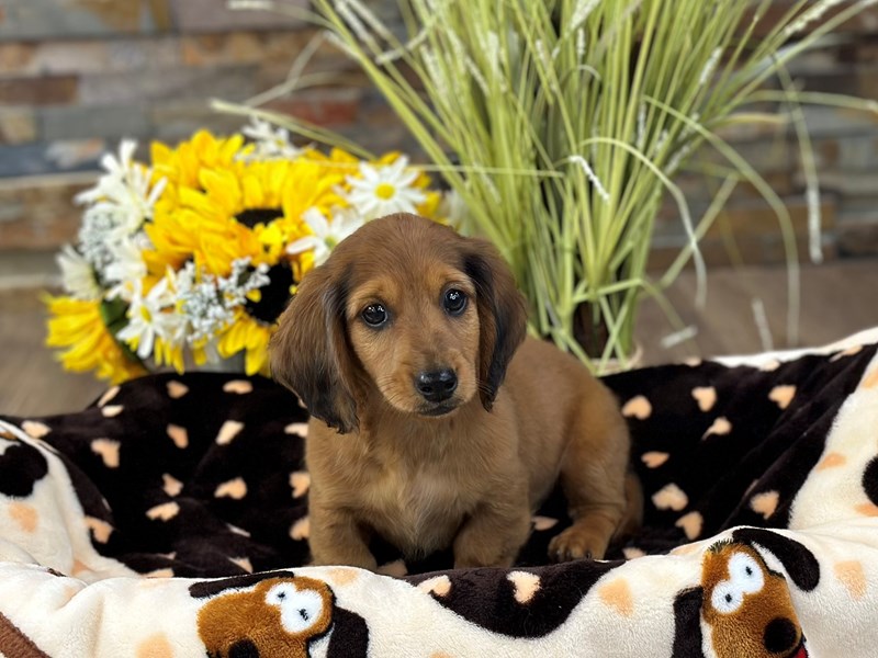 Dachshund Dog Male Red 3087