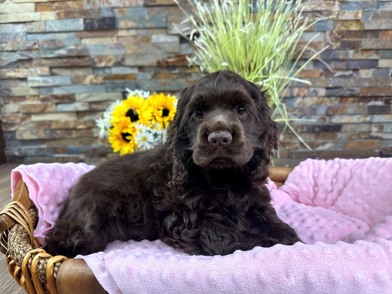 Cocker Spaniel Dog Female Chocolate 3137