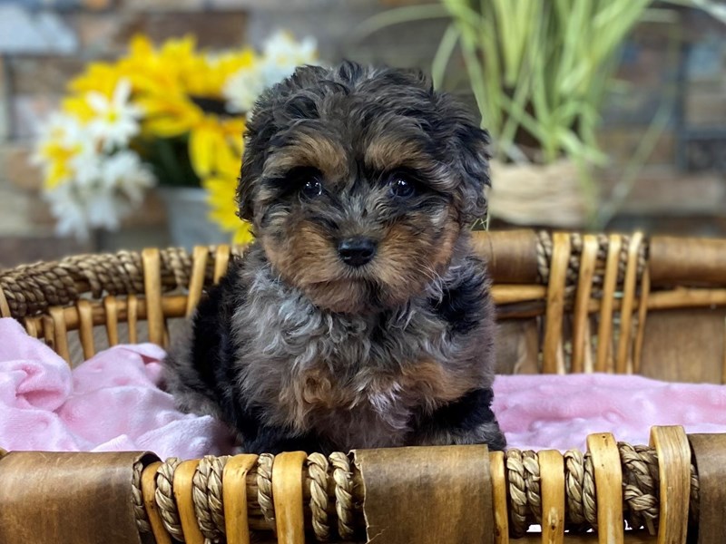 Yorkiepoo Dog Female Blue Merle & Tan 3123