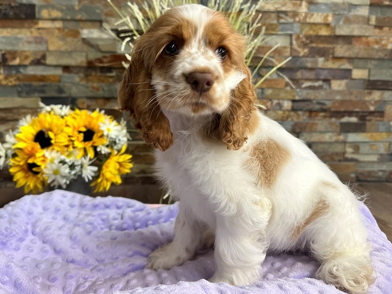 Cocker Spaniel Dog Female Buff & White Parti 3138