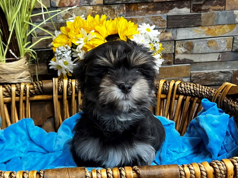 Havanese Dog Female Silver & Tan 3149