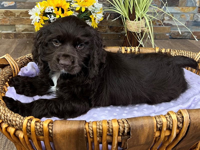 Cocker Spaniel Dog Female Chocolate 3050