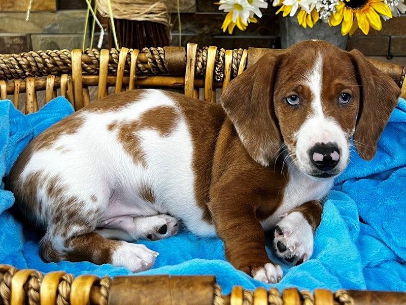 Dachshund Dog Male Red Piebald 3157