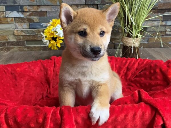 Shiba Inu Dog Male Red 3073 Petland Katy - Houston, Texas