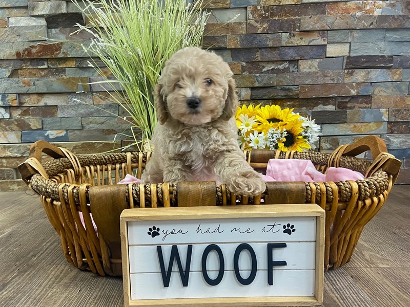 Miniature Poodle Dog Female Cream 3155
