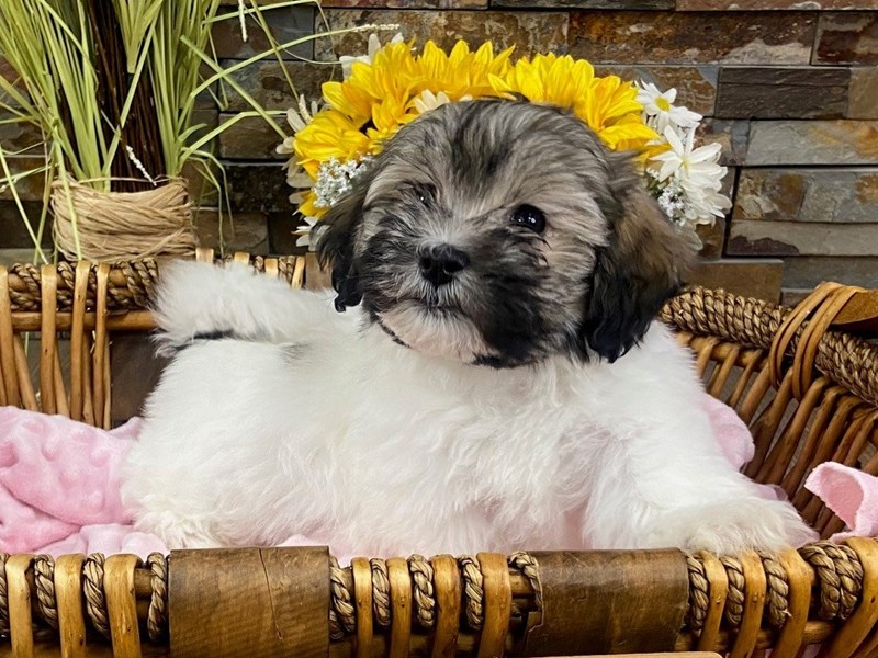 Havanese Dog Female Sable & White 3151