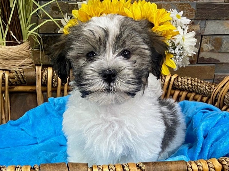 Havanese Dog Male Sable & White 3150
