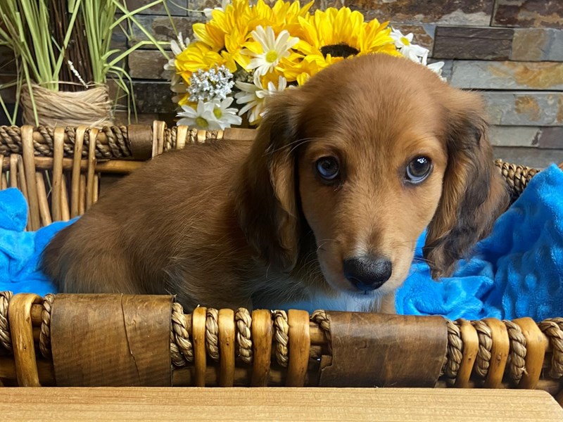 Dachshund Dog Male Wild Boar 3143