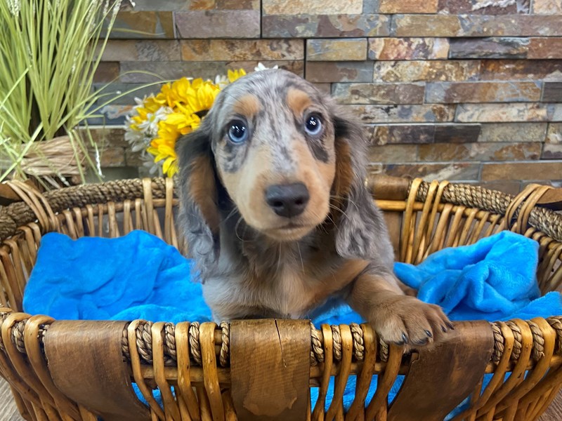 Dachshund Dog Male Silver Dapple 3160