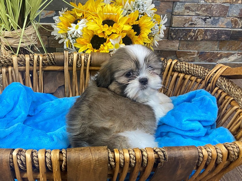 Shih Tzu Dog Male Gold & White 3158