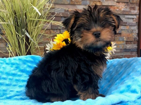 Yorkshire Terrier-Dog-Male-Black & Tan-3170-Petland Katy - Houston, Texas