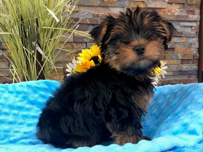 Yorkshire Terrier Dog Male Black & Tan 3170