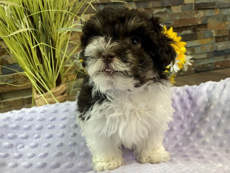 Havanese Dog Female Chocolate & White 3167