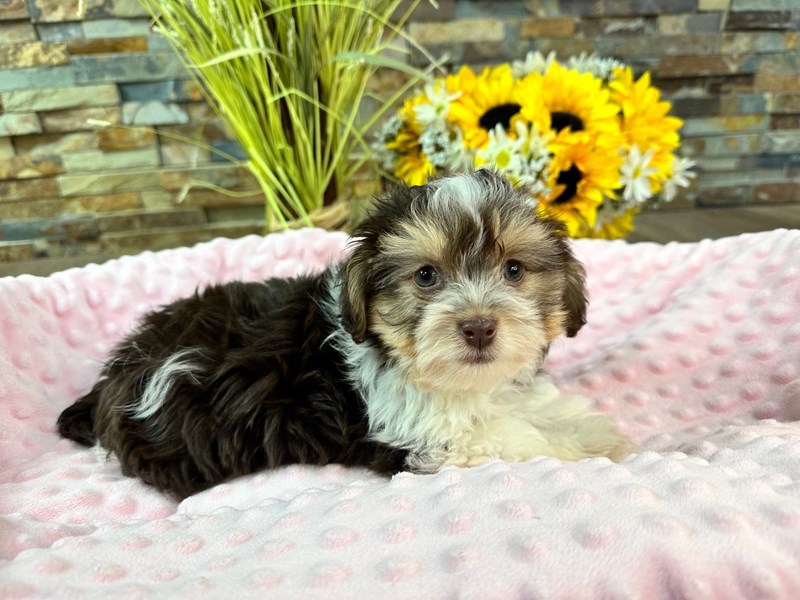 Havanese Dog Female Chocolate & White 3168