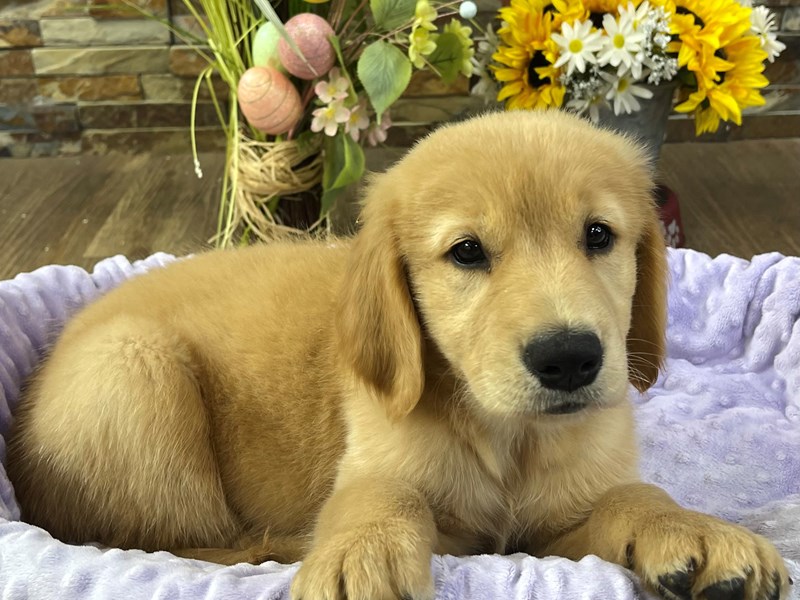 Golden Retriever Dog Female Golden 3177