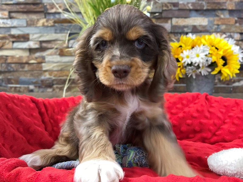 Guy Ritchie Dogs Cocker Spaniel Small Animal Chocolate Merle ID:3179 Located at Petland ...