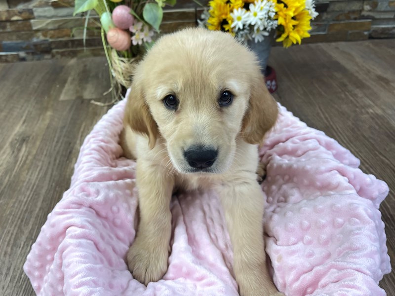 Golden Retriever Dog Female Golden 3178
