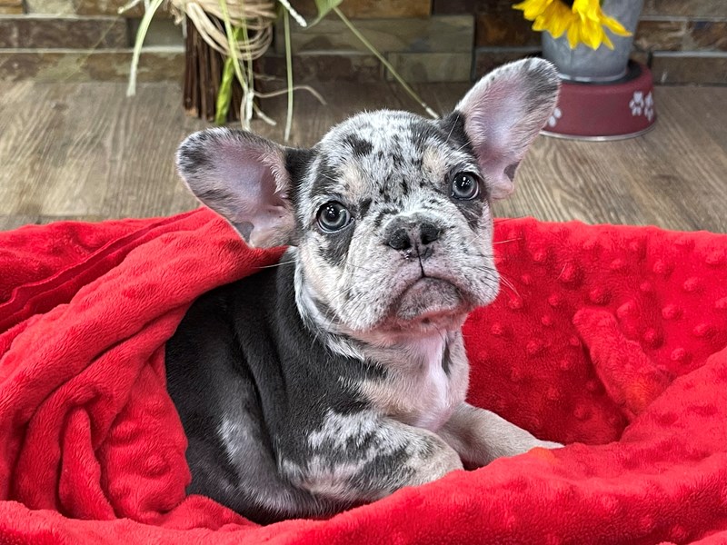 French Bulldog Dog Male Blue Merle 3188