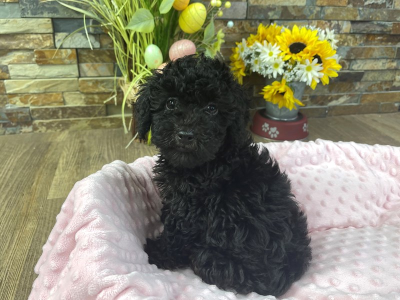 Miniature Poodle Dog Female Black w/Tan Markings 3180