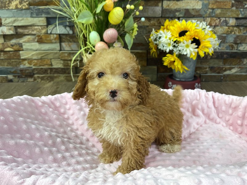 Miniature Poodle Dog Female Apricot w/White 3181